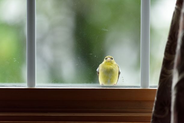 canary