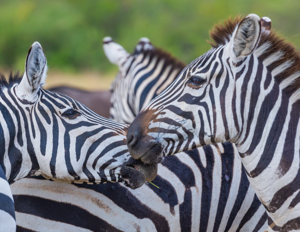 zebra