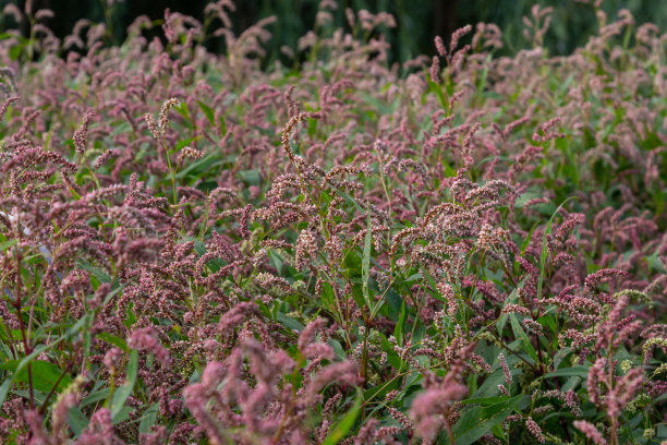 polygonum