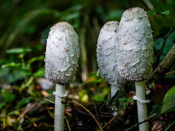 coprinus
