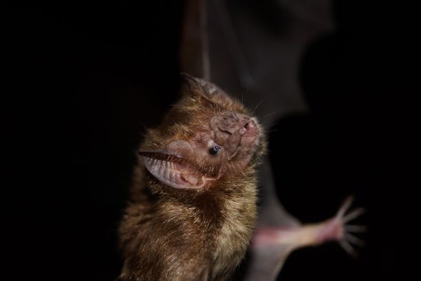 bat