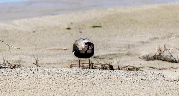 charadriiformes