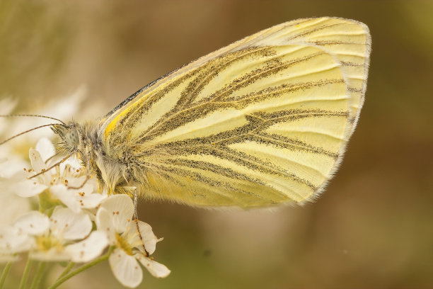 pieridae