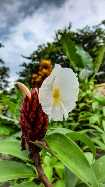 costus