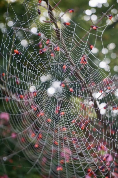 红web