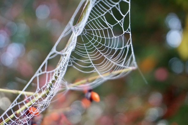 红web