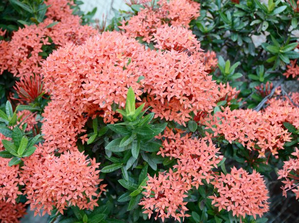 ixora