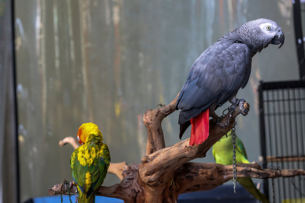 eclectus