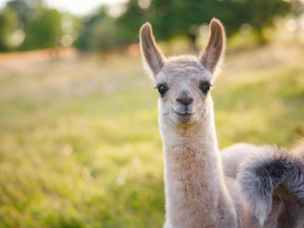 alpaca