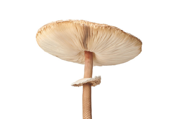 gills