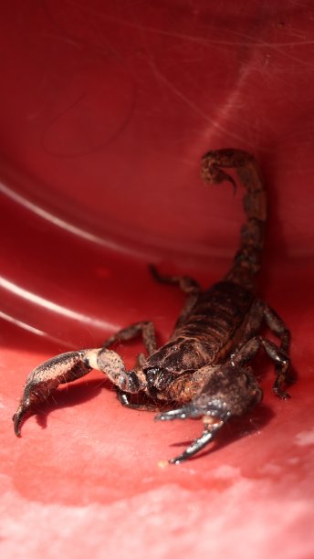 无脊椎动物标志