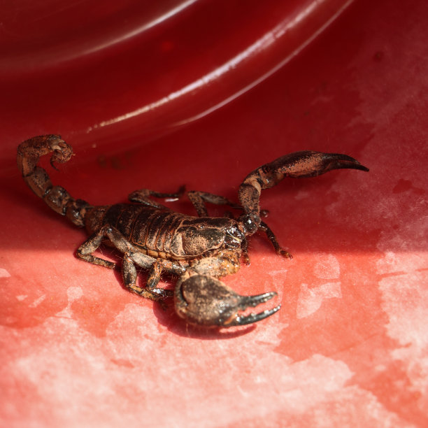 无脊椎动物标志