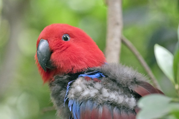 eclectus