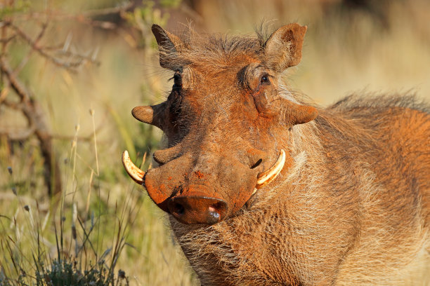 phacochoerus