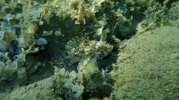 pterois