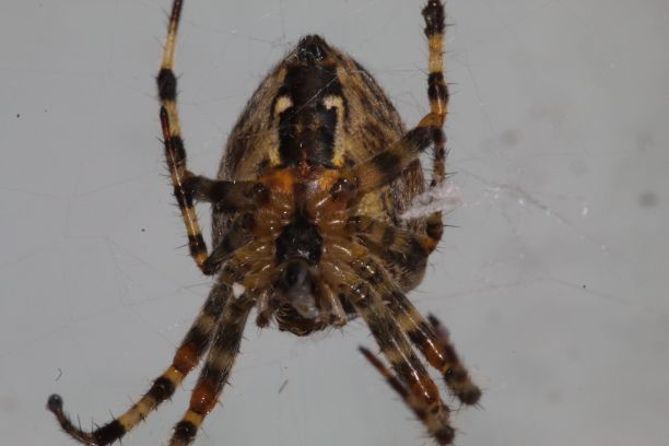 arachnid