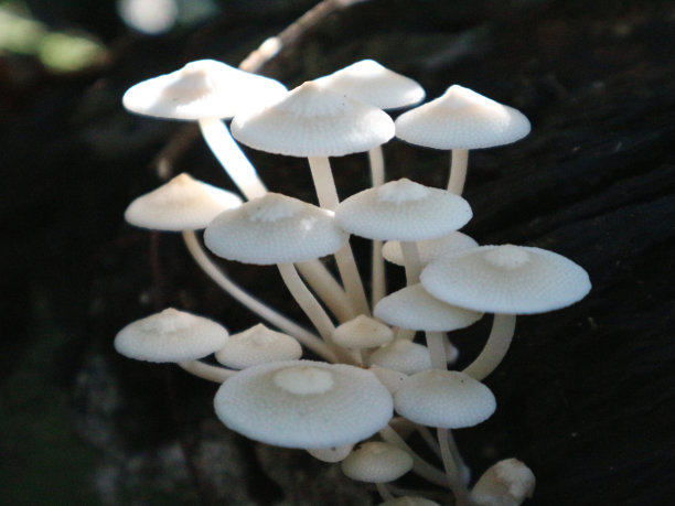 agaric