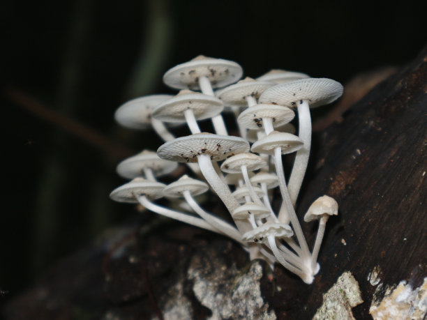 agaric