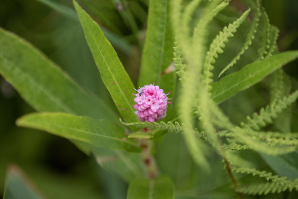 polygonum