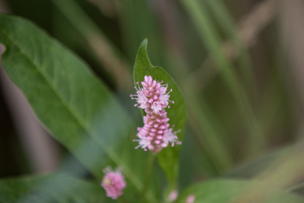 polygonum