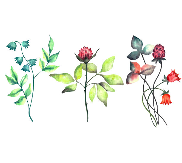 wildflowers