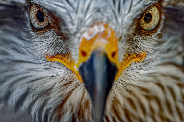 stare
