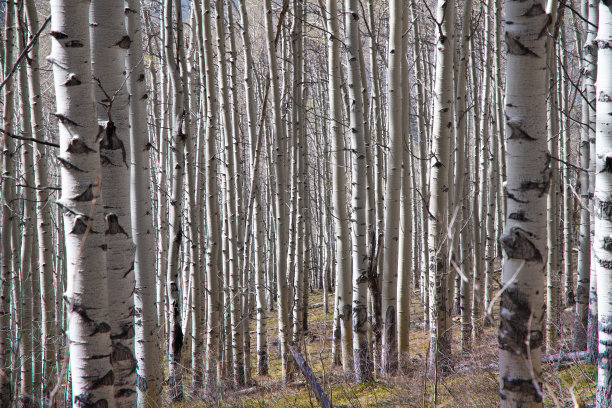 aspen