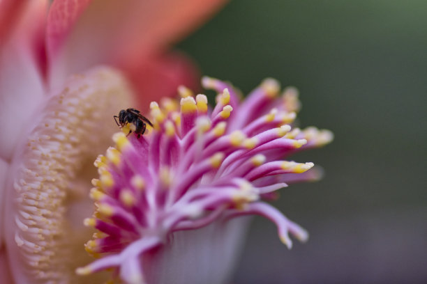 pollination
