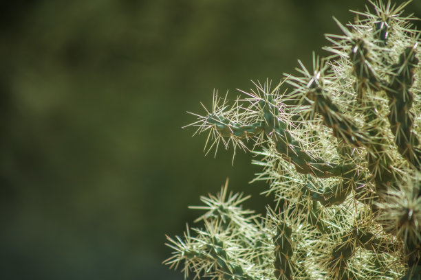 cholla