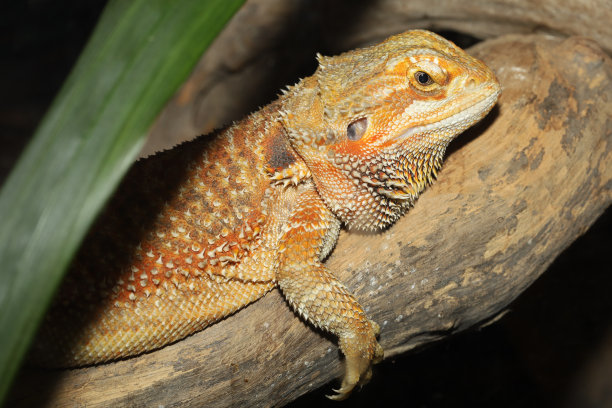 agama