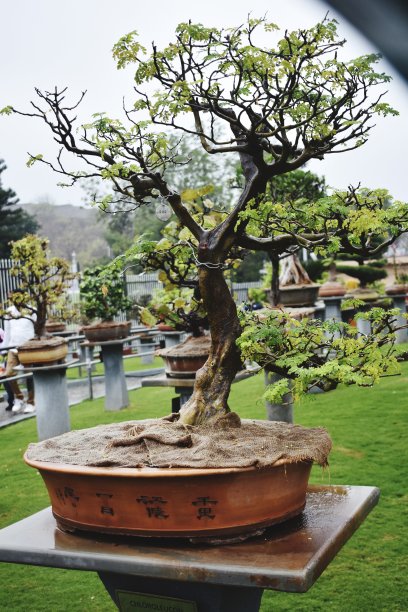 bonsai