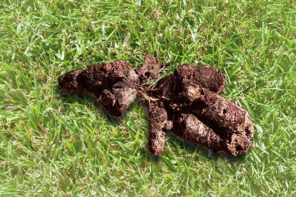 poo