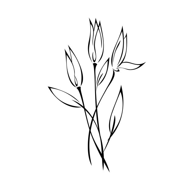 花科植物,鲜花盛开,花蕾