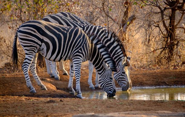 zebra