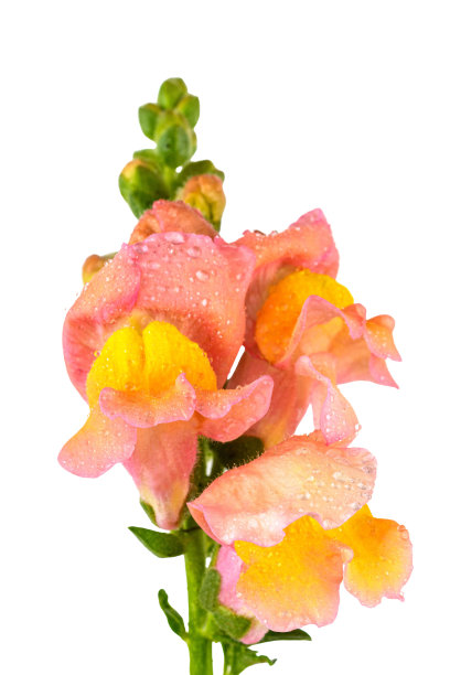 花簇,花头,花