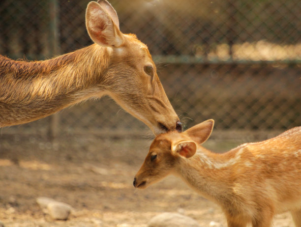 doe