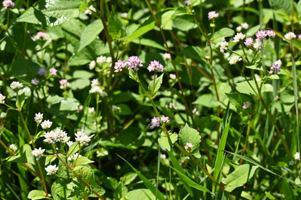 polygonum
