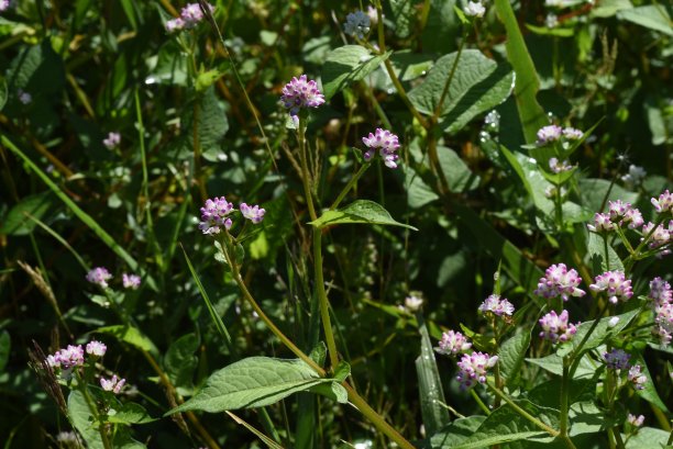 polygonum