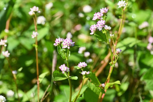 polygonum