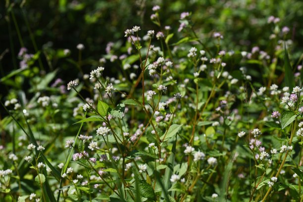polygonum