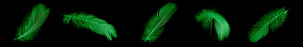 plumage