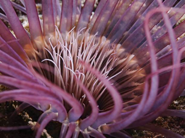 anemone
