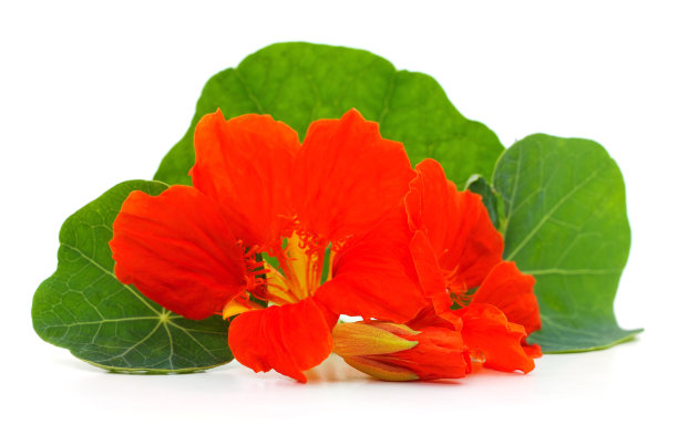 nasturtium