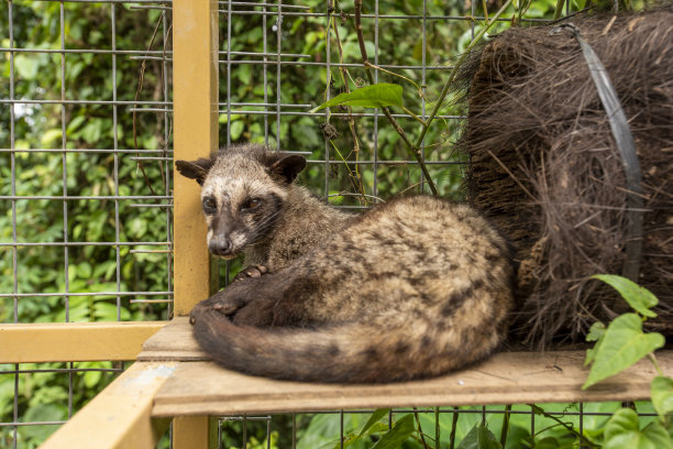 civet