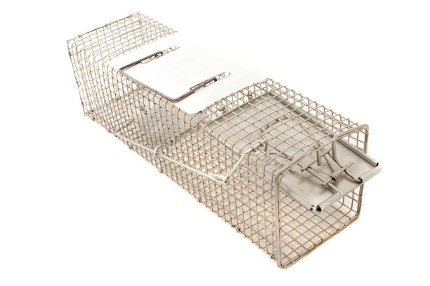 wireframe