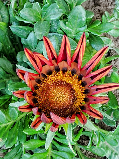 gazania