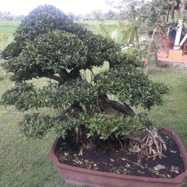 bonsai
