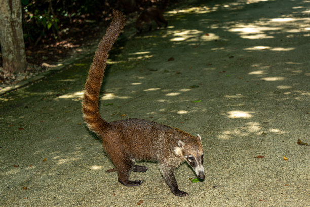 coatimundi