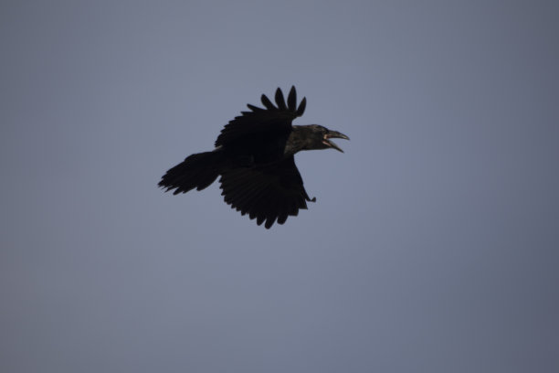 raven