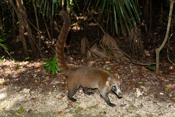coatimundi